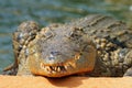 The head and jaws full of teeth of Nile crocodile ,Crocodylus niloticus, from the front. Big crocodile on the shore Royalty Free Stock Photo