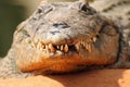 The head and jaws full of teeth of a Nile crocodile Crocodylus niloticus from the front.Portrait of a crocodile Royalty Free Stock Photo