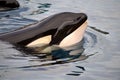 Head of killer whale Royalty Free Stock Photo