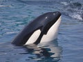 Head of killer whale Royalty Free Stock Photo