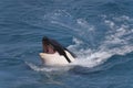 Head of killer whale Royalty Free Stock Photo