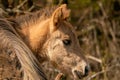 Head of a konik horse foal. The cute young animal looks straight into the camera. In the golden reeds