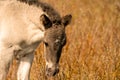 Head of a konik horse foal. The cute young animal looks straight into the camera. In the golden reeds