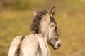 Head of a konik horse foal, seen from behind. The young animal in the golden reed