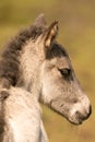 Head of a konik horse foal, seen from behind. The young animal in the golden reed