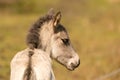 Head of a konik horse foal, seen from behind. The young animal in the golden reed
