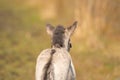 Head of a konik horse foal, seen from behind. The young animal in the golden reed