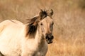 Head of a konik horse mare. In the golden reeds