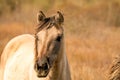 Head of a konik horse mare. In the golden reeds