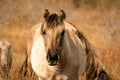 Head of a konik horse mare. In the golden reeds