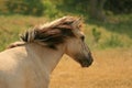 Head of a Konik pony