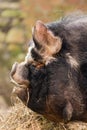 Head of kunekune pig with wattles