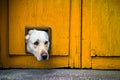 Head of Labrador dog with head through cat flap in yellow wooden door