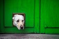 Head of Labrador dog with head sticking through cat flap in yellow wooden door Royalty Free Stock Photo