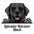 Head Labrador Retriever Black - dog breed. Color image of a dogs head isolated on a white background Royalty Free Stock Photo