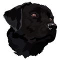 Head of a Labrador Retriever dog portrait on a black background. Vector illustration. Royalty Free Stock Photo