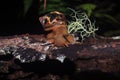 The head of a land snail, lissachatina fulica, with antennea on a tree trunk with a bit of moss