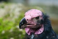 Head of Lappet-faced or Nubian Vulture Royalty Free Stock Photo