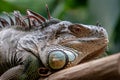 The head of a large adult iguana closeup.