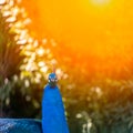 The head of a large blue peacock, which is in the park under the warm sunny sun Royalty Free Stock Photo