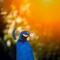 The head of a large blue peacock, which is in the park under the warm sunny sun Royalty Free Stock Photo
