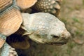 The head of a large brown tortoise in a zoo. Animals in captivity Royalty Free Stock Photo