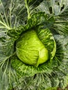 A head of large cabbage in raindrops on the bed. Close shooting.