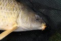 Head of large Common Carp.