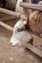 The head of a large cow or bull with horns. Portrait of a head