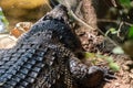 Head of a large crocodile