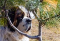 The watchdog looks warily through the branches of a pine tree