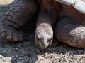 The head of a large earth turtle that lies on the ground on a sunny day Royalty Free Stock Photo