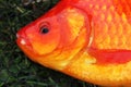 Head of large Goldfish.