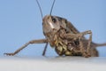 The head of a large locust