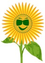 Smiley Face Giant Sunflower Royalty Free Stock Photo