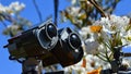 Head of LEGO Wall-E robot model from Disney Pixar animated science fiction movie examining closely blossoming white spring flowers Royalty Free Stock Photo