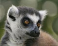 Close Up of Ring-tailed lemurLemur catta. Portrait cute long-tailed lemur. Royalty Free Stock Photo