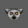 Head of lemur, portrait of wild animal hand drawn vector Illustration