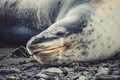 Head of a Leopard seal Royalty Free Stock Photo
