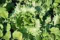 head lettuce or iceberg lettuce grow in production farm Royalty Free Stock Photo