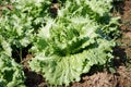 head lettuce or iceberg lettuce grow in production farm Royalty Free Stock Photo