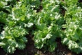 head lettuce or iceberg lettuce grow in production farm Royalty Free Stock Photo