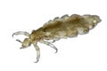 Head lice (louse) Royalty Free Stock Photo