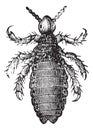 Head lice or Head louse, vintage engraving