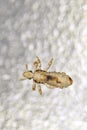 Head lice, Real extreme macro photo. Human infectious disease. Pediculus capitis