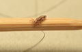 Head lice (louse) crept on a toothpick Royalty Free Stock Photo