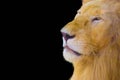 Lion isolated on black background Royalty Free Stock Photo