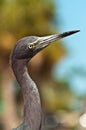 Head of a little blue heron focusing on yellow eye and sharp, black beak Royalty Free Stock Photo