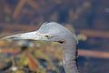 The Head of a Little Blue Heron Royalty Free Stock Photo