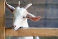 Goat milking facilities in a farm, livestock Royalty Free Stock Photo